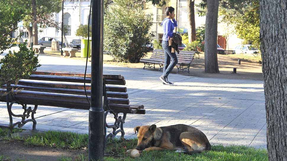 Córdoba: las mascotas podrían tener seguro