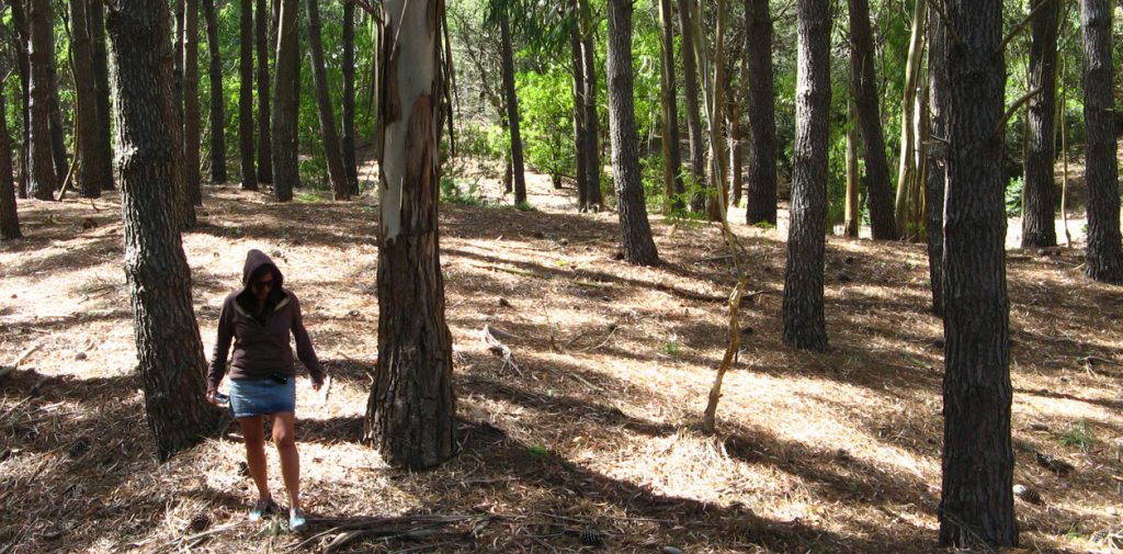 Arrancó el Seguro Verde: se plantaron más de 7 millones de árboles