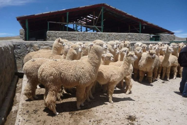 El Gobierno de Perú implementará Seguro Ganadero Catastrófico.