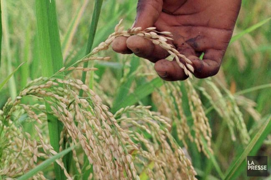 Costa Rica suspende el seguro para cultivo de arroz