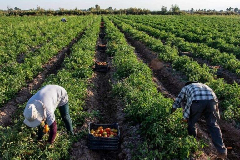 Experta Seguros lanzó una renovada propuesta de seguros para agricultores